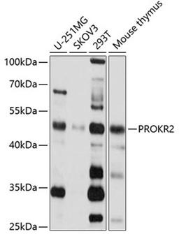 Western blot - PROKR2 antibody (A2960)
