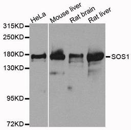 Western blot analysis of extracts of various cells using SOS1 antibody