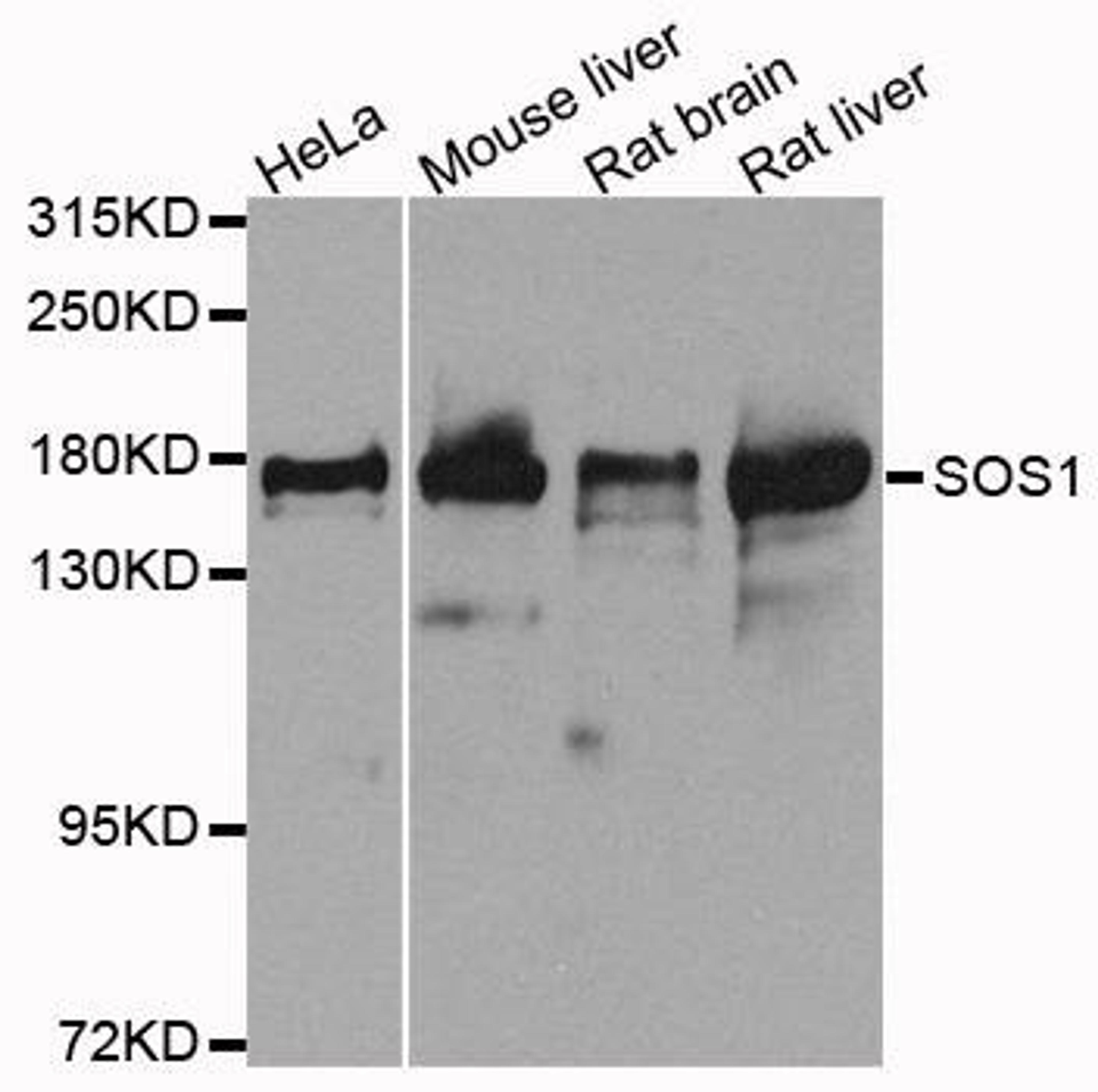 Western blot analysis of extracts of various cells using SOS1 antibody