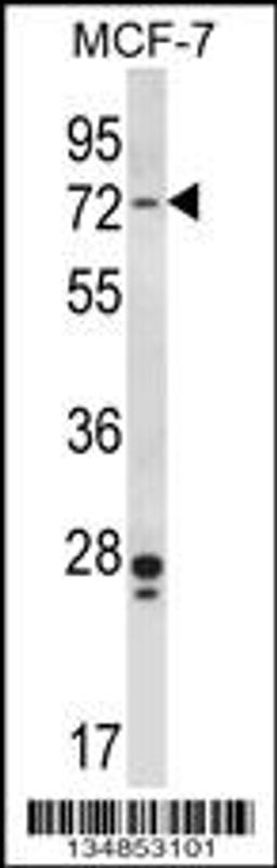 Western blot analysis in MCF-7 cell line lysates (35ug/lane).