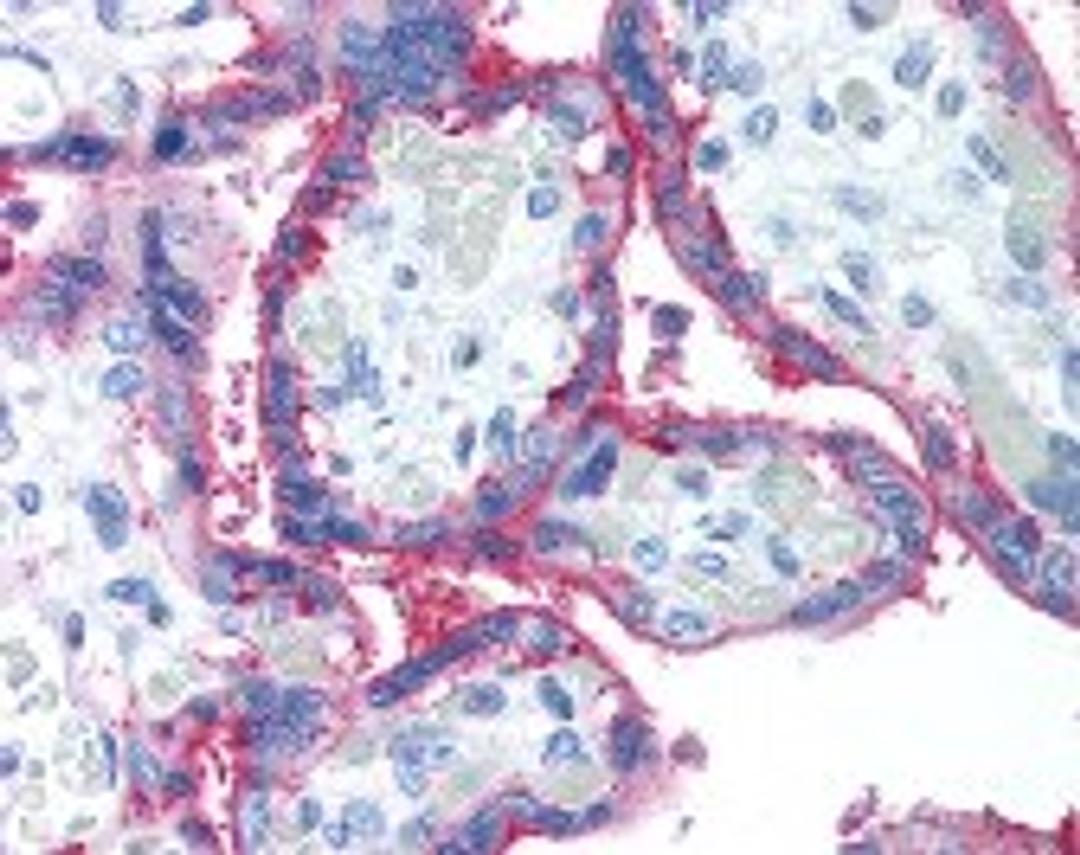 Immunohistochemistry staining of CD59 in placenta tissue using CD59 monoclonal Antibody.