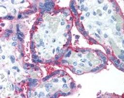 Immunohistochemistry staining of CD59 in placenta tissue using CD59 monoclonal Antibody.