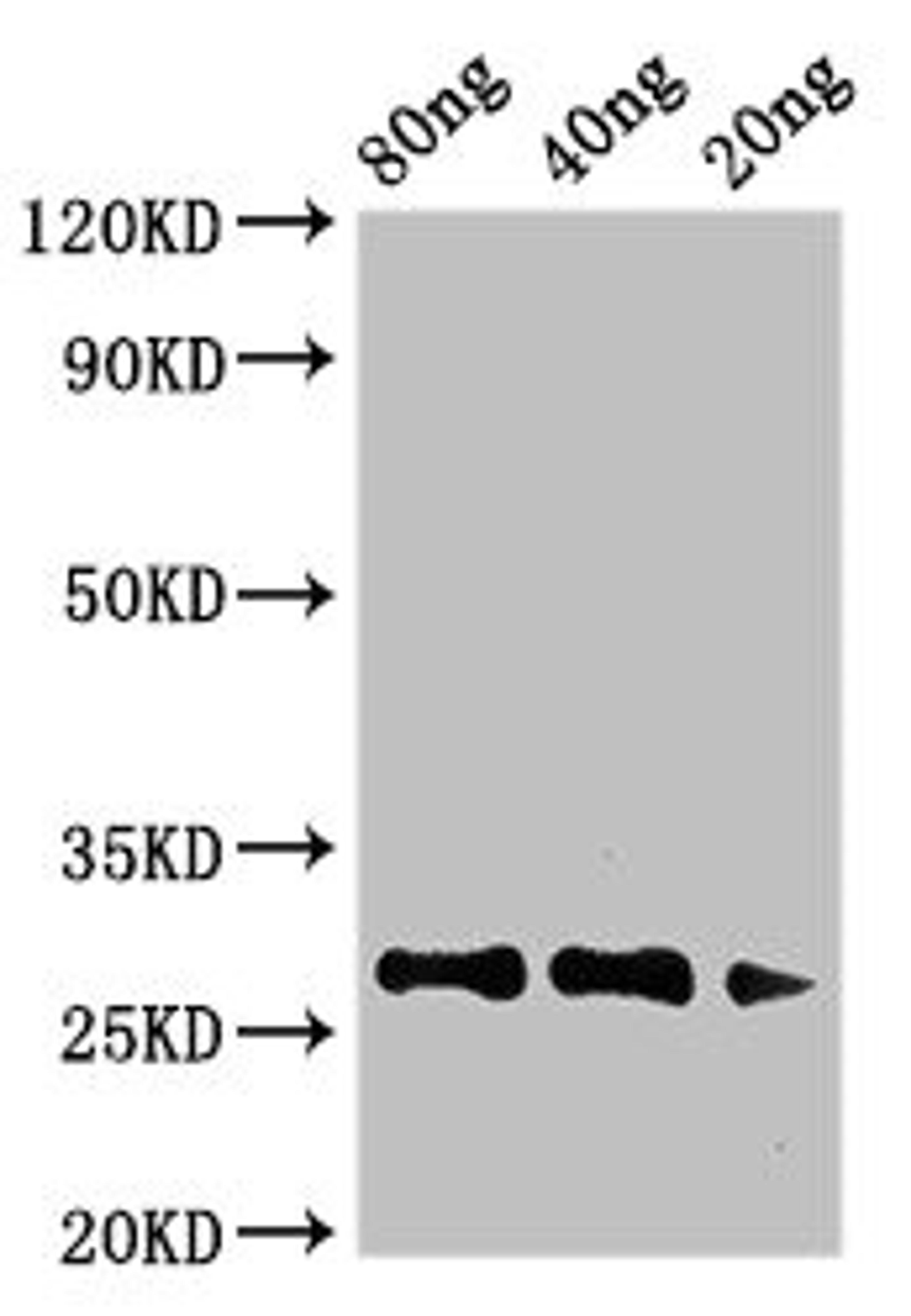 Western Blot. Positive WB detected in Recombinant protein. All lanes: Major pollen allergen Art v 1 antibody at 3.4µg/ml. Secondary. Goat polyclonal to rabbit IgG at 1/50000 dilution. predicted band size: 27 kDa. observed band size: 27 kDa