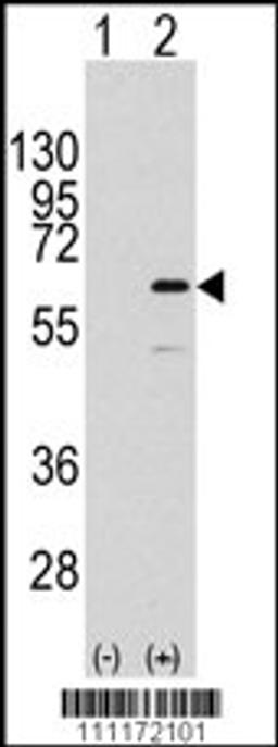 Western blot analysis of ELK1 using rabbit polyclonal ELK1 Antibody (S383) using 293 cell lysates (2 ug/lane) either nontransfected (Lane 1) or transiently transfected with the ELK1 gene (Lane 2).