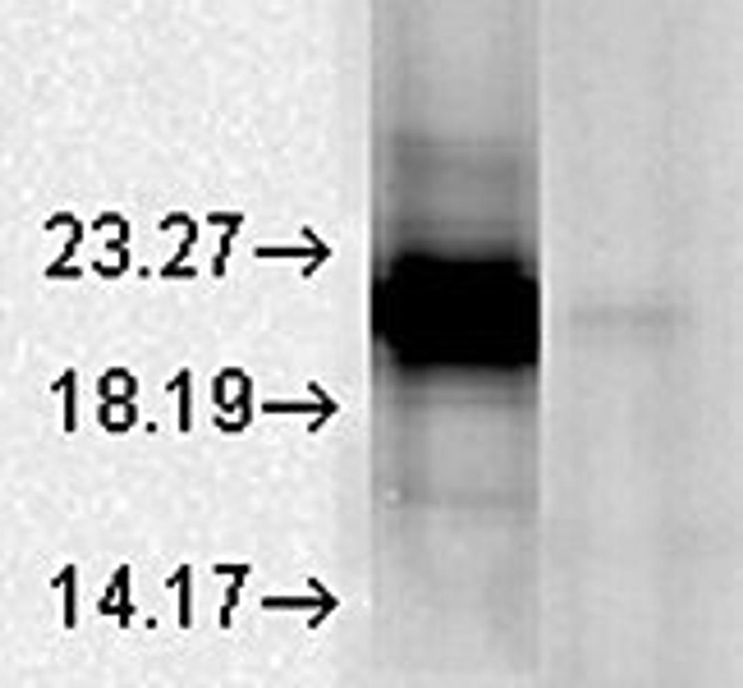 Western blot analysis of bovine tissues using Alpha A Crystallin antibody