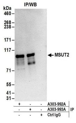 Detection of human MSUT2 by western blot of immunoprecipitates.