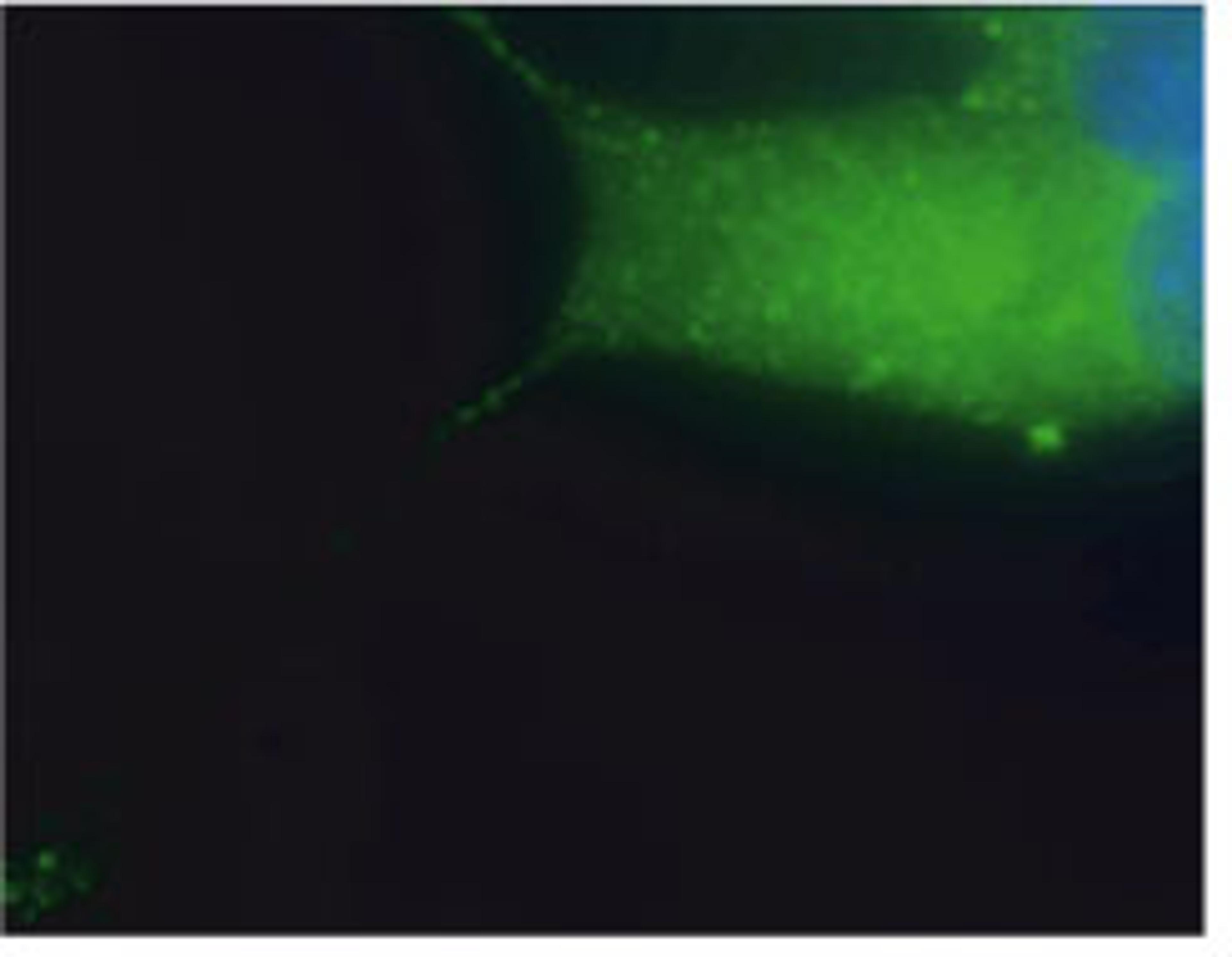 Immunocytochemistry staining of endogenous Vamp2 in AtT20cells. XW-7647 dilution: 1:200. FITC visualisation