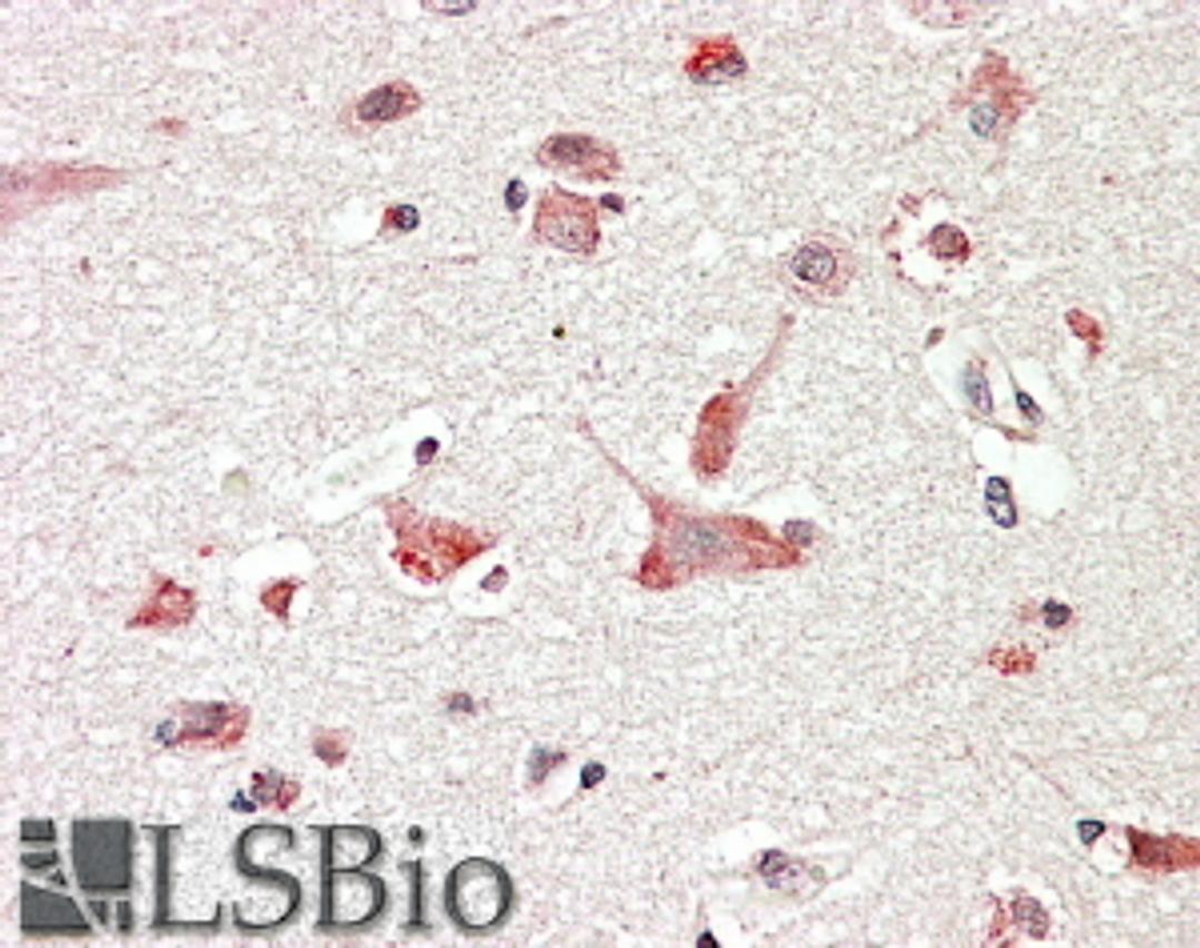 45-687 (3.8ug/ml) staining of paraffin embedded Human Cerebral Cortex. Steamed antigen retrieval with citrate buffer pH 6, AP-staining.