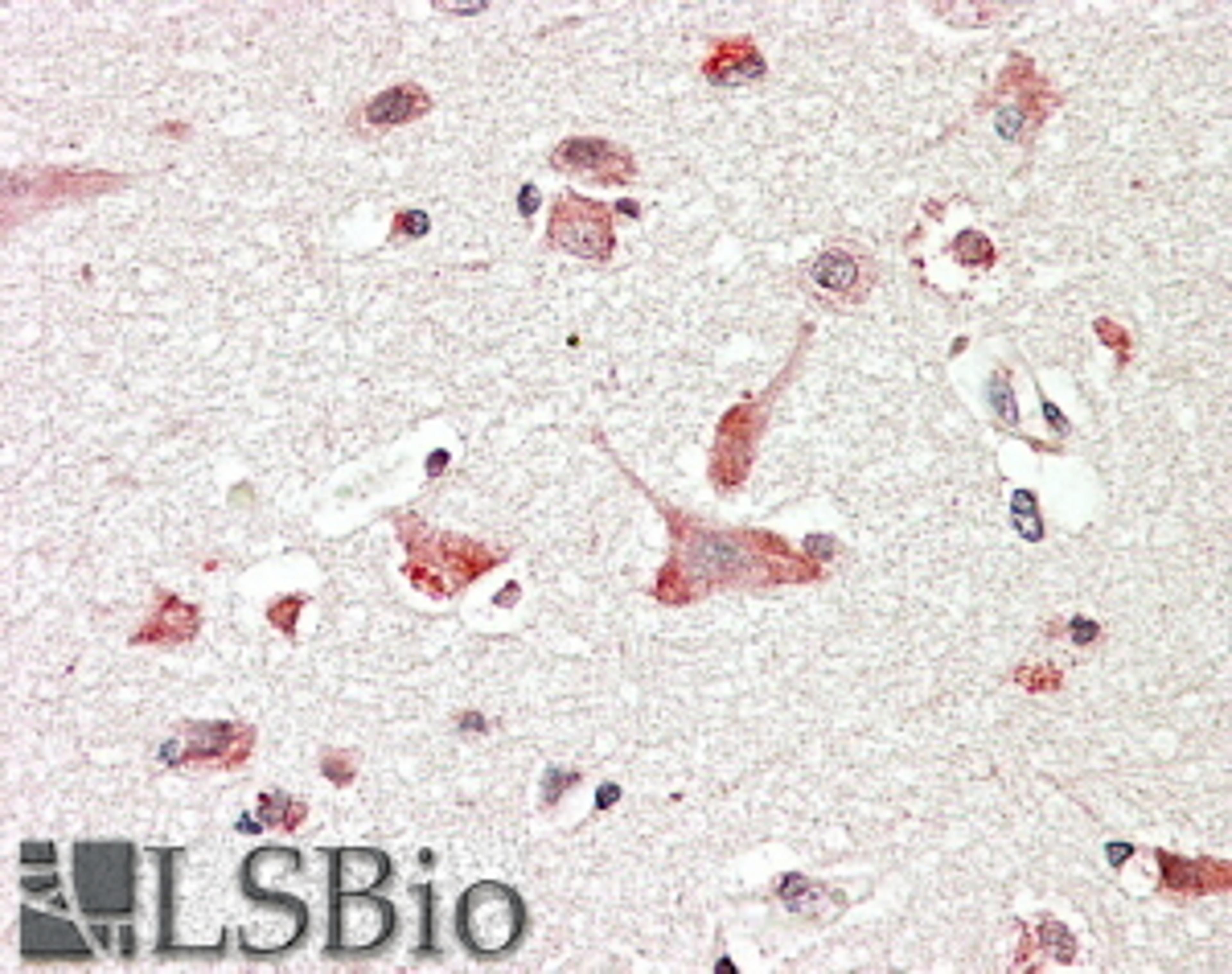 45-687 (3.8ug/ml) staining of paraffin embedded Human Cerebral Cortex. Steamed antigen retrieval with citrate buffer pH 6, AP-staining.