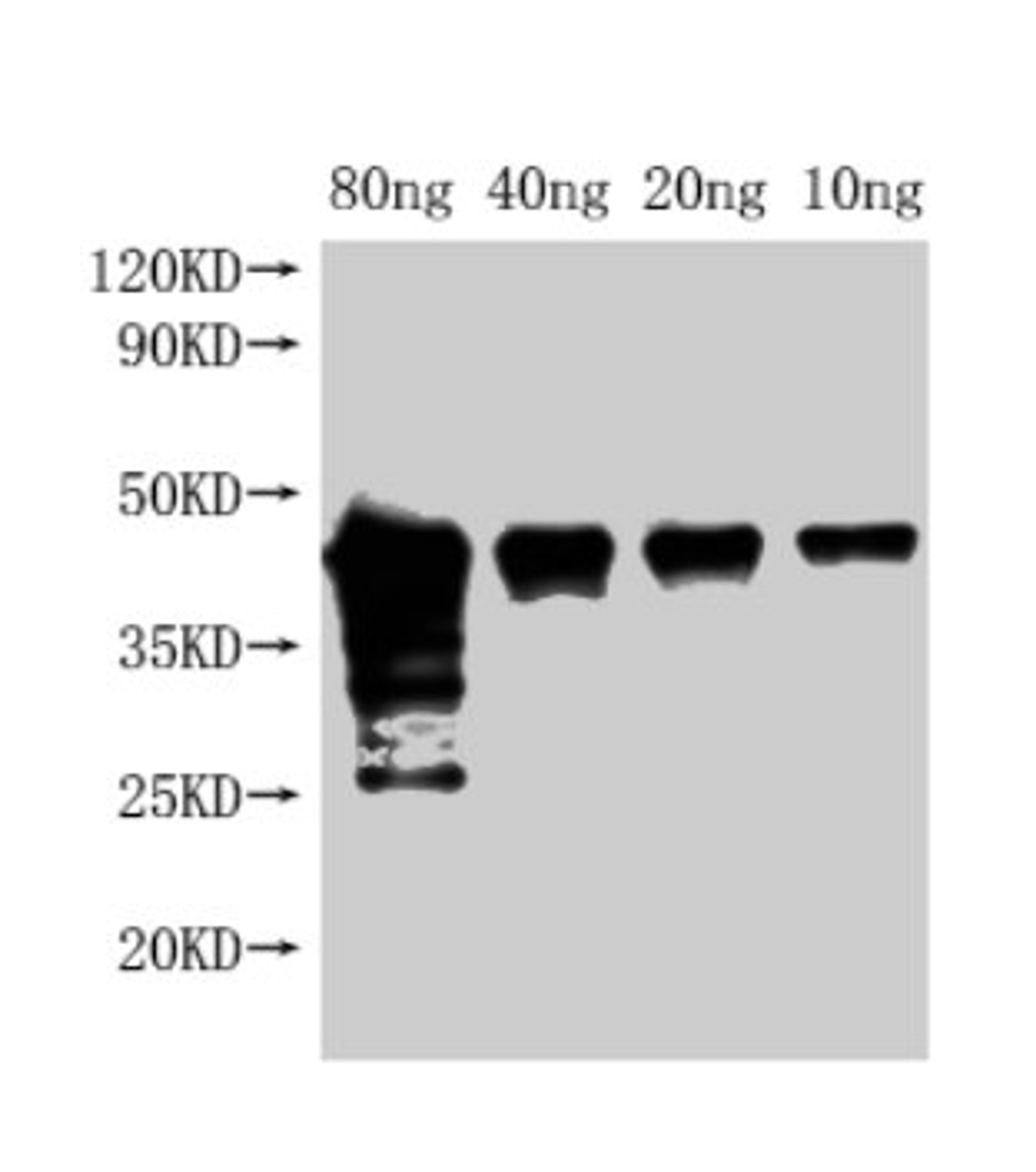 Western Blot. Positive WB detected in Recombinant protein. All lanes: Met antibody at 1:2000. Secondary. Goat polyclonal to rabbit IgG at 1/50000 dilution. Predicted band size: 42 kDa. Observed band size: 45 kDa. 