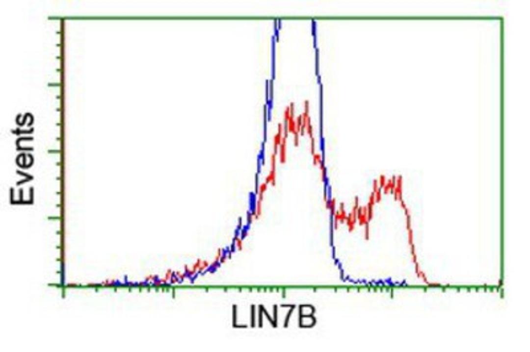 Flow Cytometry: LIN7B Antibody (1C9) [NBP2-02852] - HEK293T cells transfected with either overexpression plasmid (Red) or empty vector control plasmid (Blue) were immunostained by anti-LIN7B antibody, and then analyzed by flow cytometry.