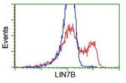 Flow Cytometry: LIN7B Antibody (1C9) [NBP2-02852] - HEK293T cells transfected with either overexpression plasmid (Red) or empty vector control plasmid (Blue) were immunostained by anti-LIN7B antibody, and then analyzed by flow cytometry.