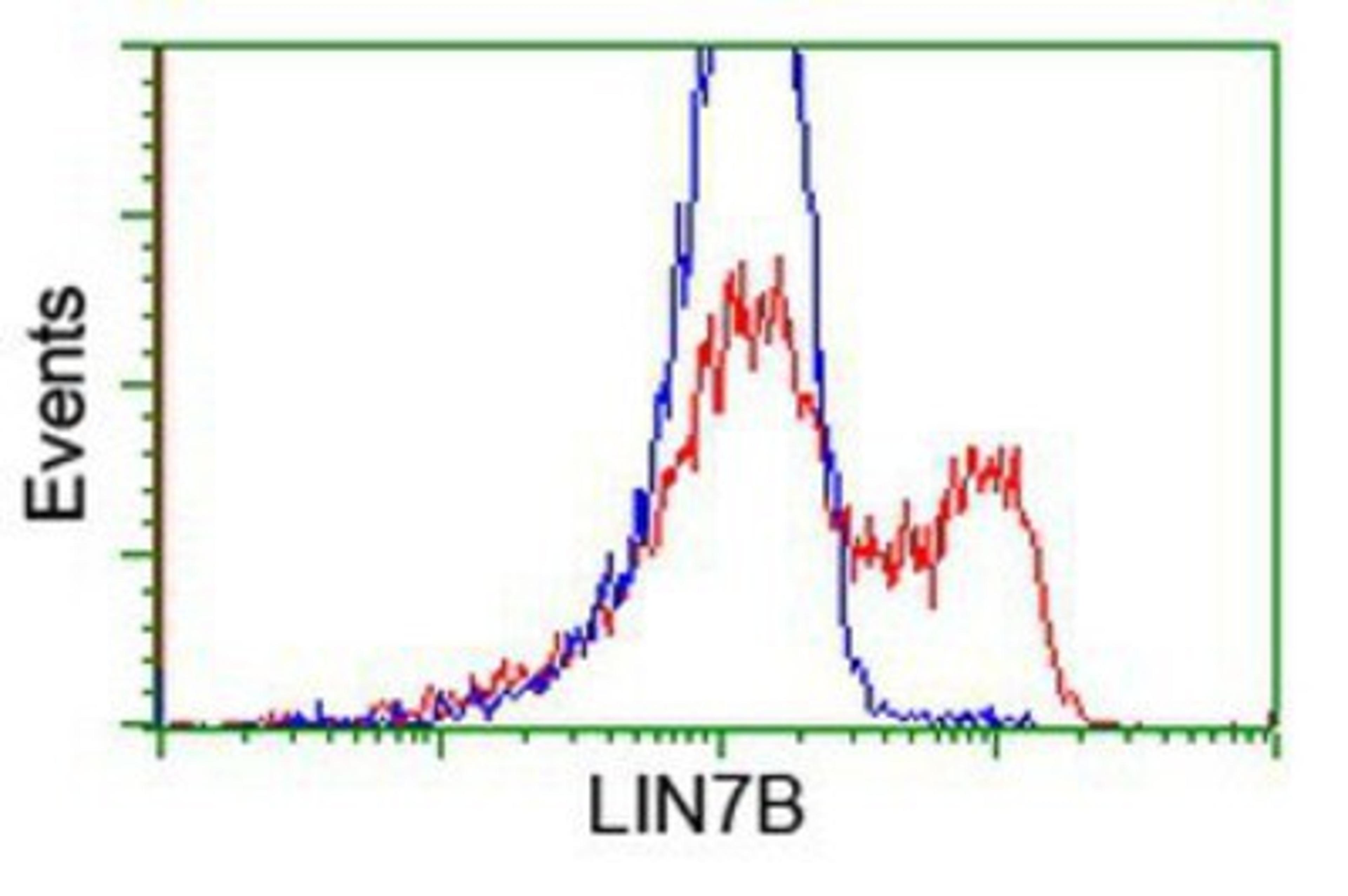 Flow Cytometry: LIN7B Antibody (1C9) [NBP2-02852] - HEK293T cells transfected with either overexpression plasmid (Red) or empty vector control plasmid (Blue) were immunostained by anti-LIN7B antibody, and then analyzed by flow cytometry.