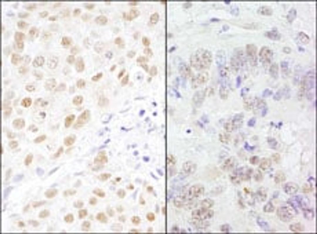 Detection of human and mouse CSTF77 by immunohistochemistry.