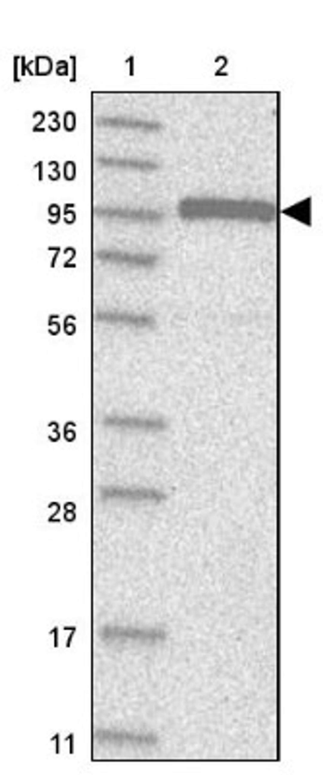 Western Blot: Cdc27 Antibody [NBP1-89095] - Lane 1: Marker [kDa] 230, 130, 95, 72, 56, 36, 28, 17, 11<br/>Lane 2: Human cell line RT-4