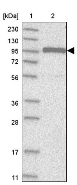 Western Blot: Cdc27 Antibody [NBP1-89095] - Lane 1: Marker [kDa] 230, 130, 95, 72, 56, 36, 28, 17, 11<br/>Lane 2: Human cell line RT-4