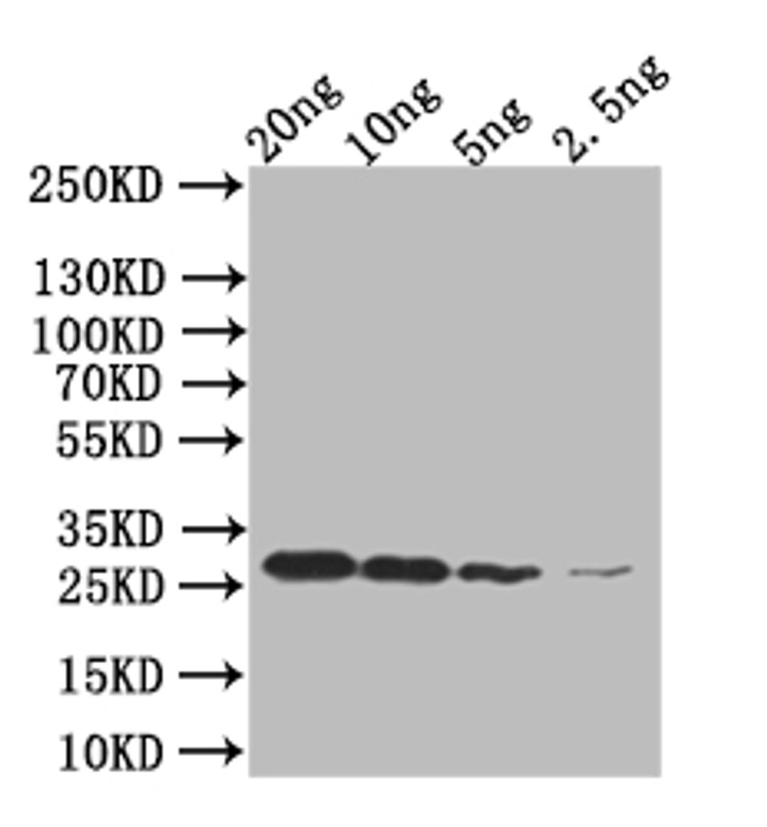 Western Blot.  Positive WB detected in: mpt64 293T Transfected lysate, 293T non-Transfected lysate.  All lanes: mpt64 antibody at 1:2000.  Secondary.  Goat polyclonal to rabbit IgG at 1/50000 dilution.  Predicted band size: 51 kDa.  Observed band size: 51 kDa. 