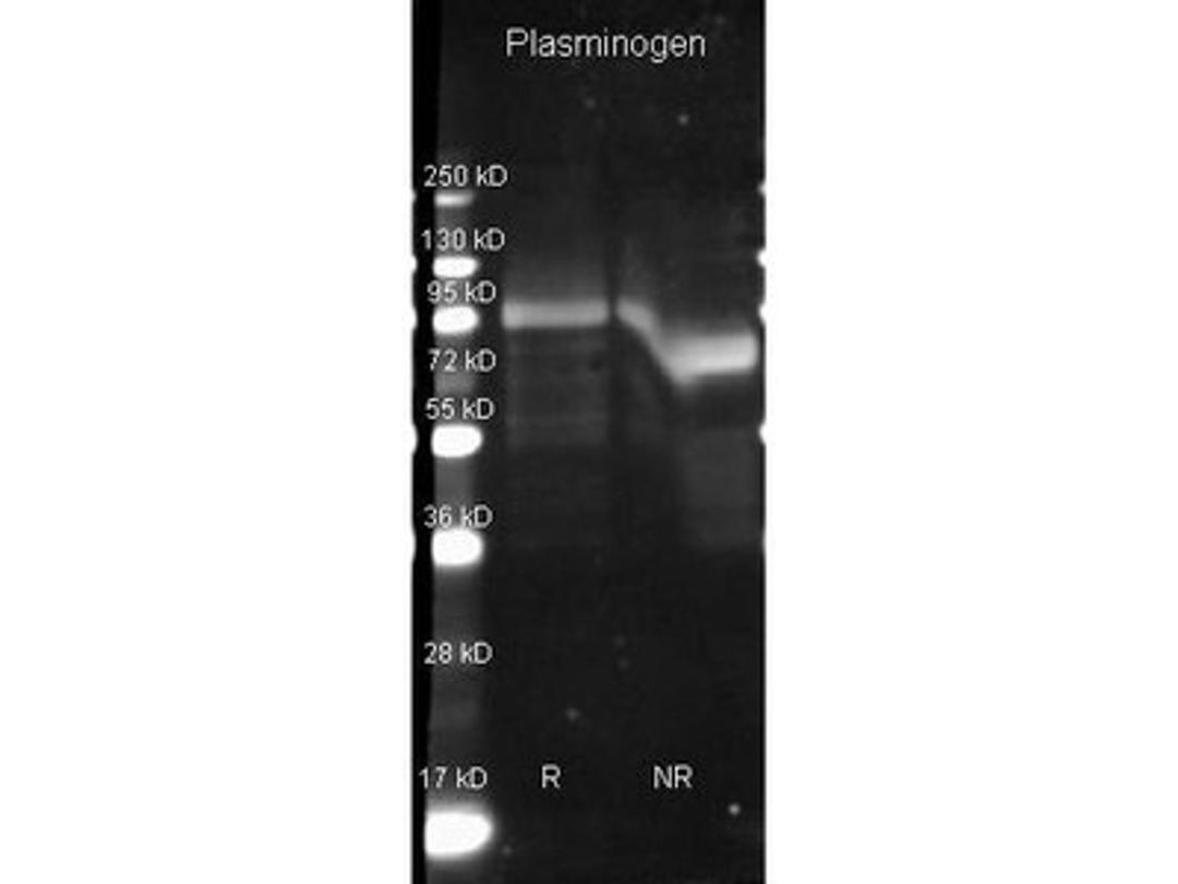 Western Blot: Plasminogen Antibody [NB600-930] - Analysis using the HRP conjugate of NB600-930. Detection of antibody with Plasminogen under reducing (R) and non-reducing (NR) conditions. Reduced samples of purified target proteins contained 4% BME and were boiled for 5 minutes. Samples of ~1ug of protein per lane were run by SDS-PAGE. Protein was transferred to nitrocellulose and probed with 1:3000 dilution of primary antibody (4C). Detection shown was using Dylight 649 conjugated Donkey anti goat 1:10K in TBS 1 hr RT.