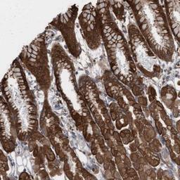 Immunohistochemistry-Paraffin: KLHL26 Antibody [NBP2-34187] - Immunohistochemical staining of human stomach shows strong cytoplasmic and nuclear positivity in glandular cells.