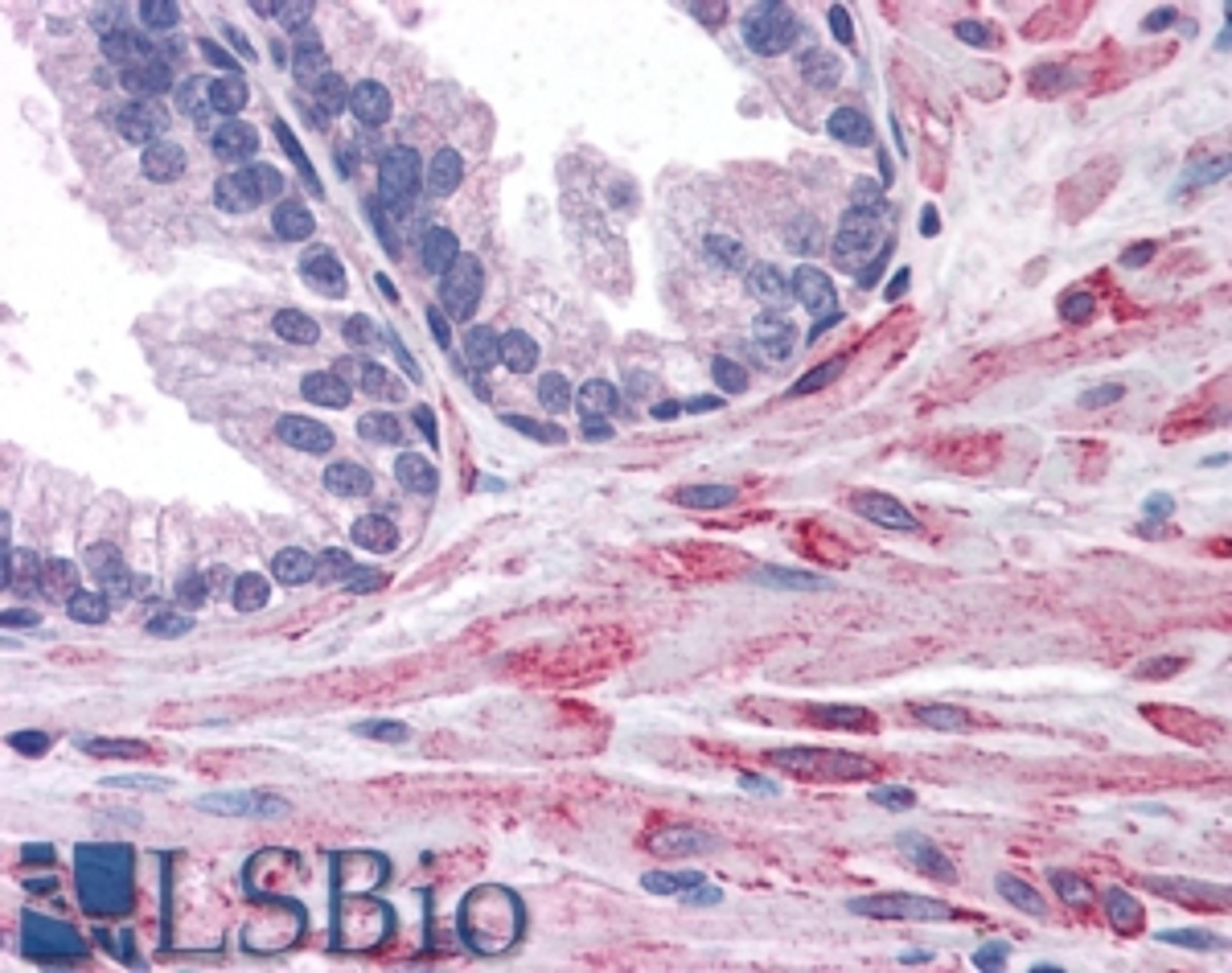 45-531 (3.8ug/ml) staining of paraffin embedded Human Prostate. Steamed antigen retrieval with citrate buffer pH 6, AP-staining.