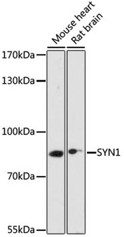 Western blot - SYN1 antibody (A17362)