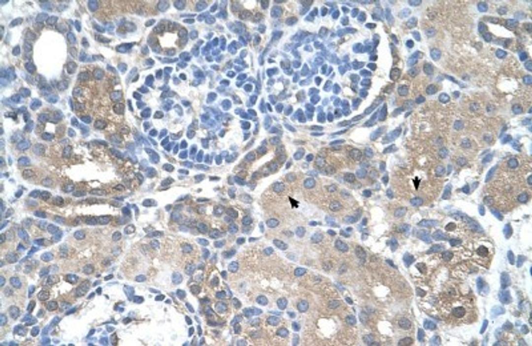 Immunohistochemistry-Paraffin: SARDH Antibody [NBP1-70769] - Human kidney Tissue, antibody concentration 4-8ug/ml. Cells with positive label: renal corpuscle cells (indicated with arrows) 400X magnification.