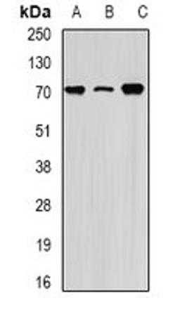 Western blot analysis of Hela (Lane1), THP1 (Lane2), mouse testis (Lane3) whole cell lysates using HSPA1L antibody