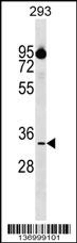 Western blot analysis in 293 cell line lysates (35ug/lane).