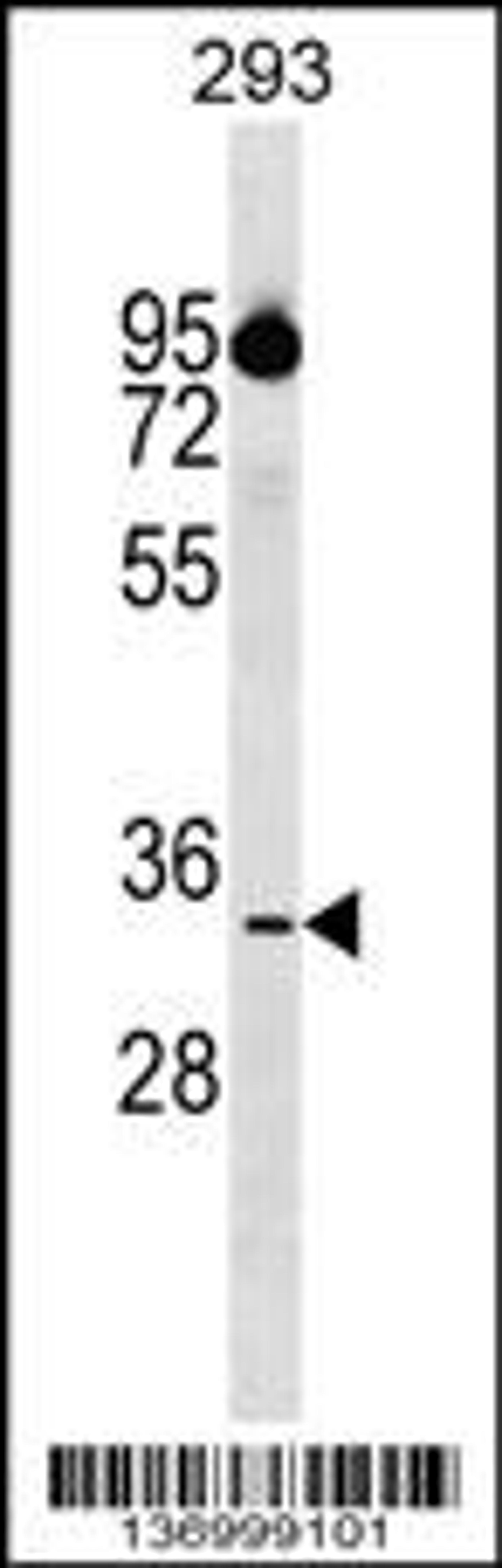 Western blot analysis in 293 cell line lysates (35ug/lane).