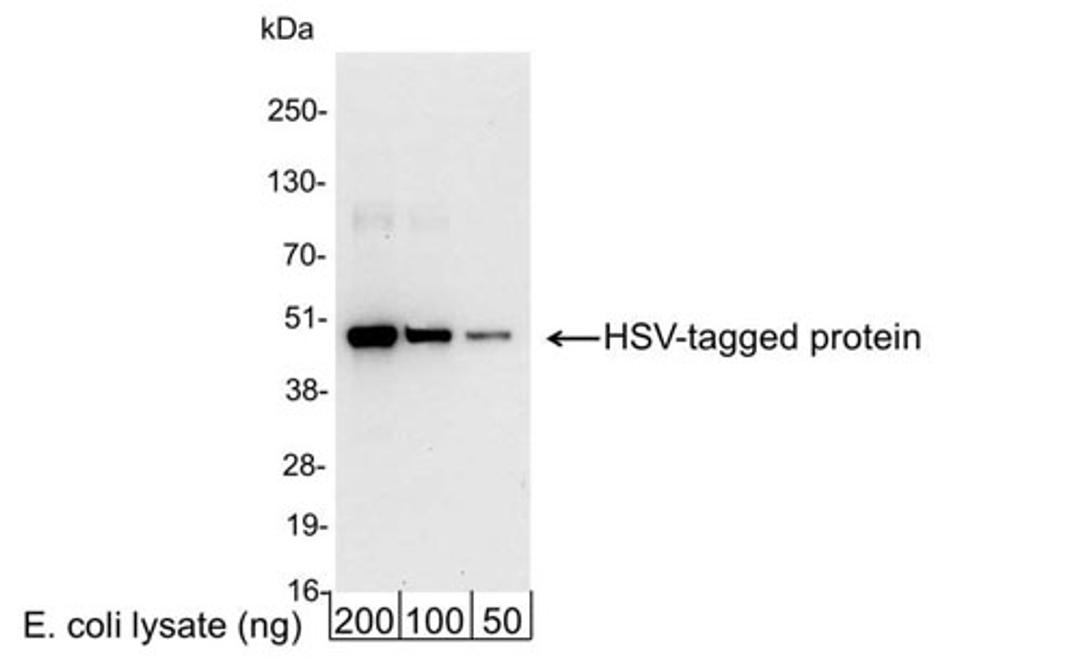 Detection of HSV-tagged Protein by WB.