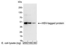 Detection of HSV-tagged Protein by WB.