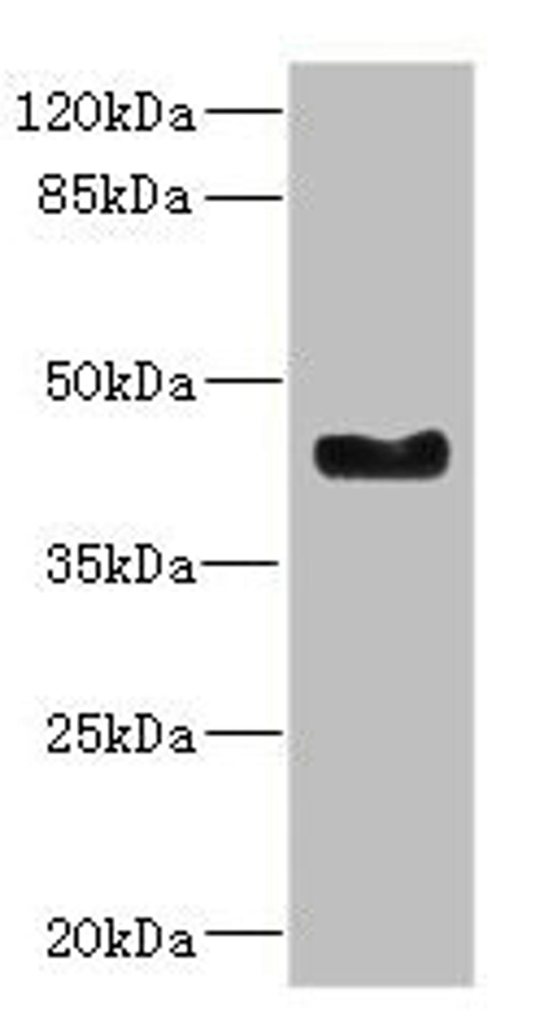 Western blot. All lanes: WNT7B antibody at 2.41ug/ml + Mouse small intestine tissue. Secondary. Goat polyclonal to rabbit IgG at 1/10000 dilution. Predicted band size: 39 kDa. Observed band size: 39 kDa. 