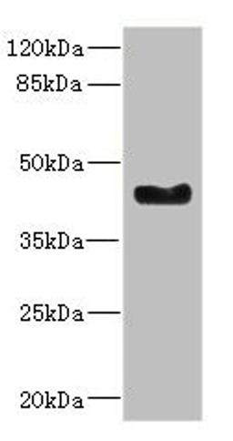 Western blot. All lanes: WNT7B antibody at 2.41ug/ml + Mouse small intestine tissue. Secondary. Goat polyclonal to rabbit IgG at 1/10000 dilution. Predicted band size: 39 kDa. Observed band size: 39 kDa. 