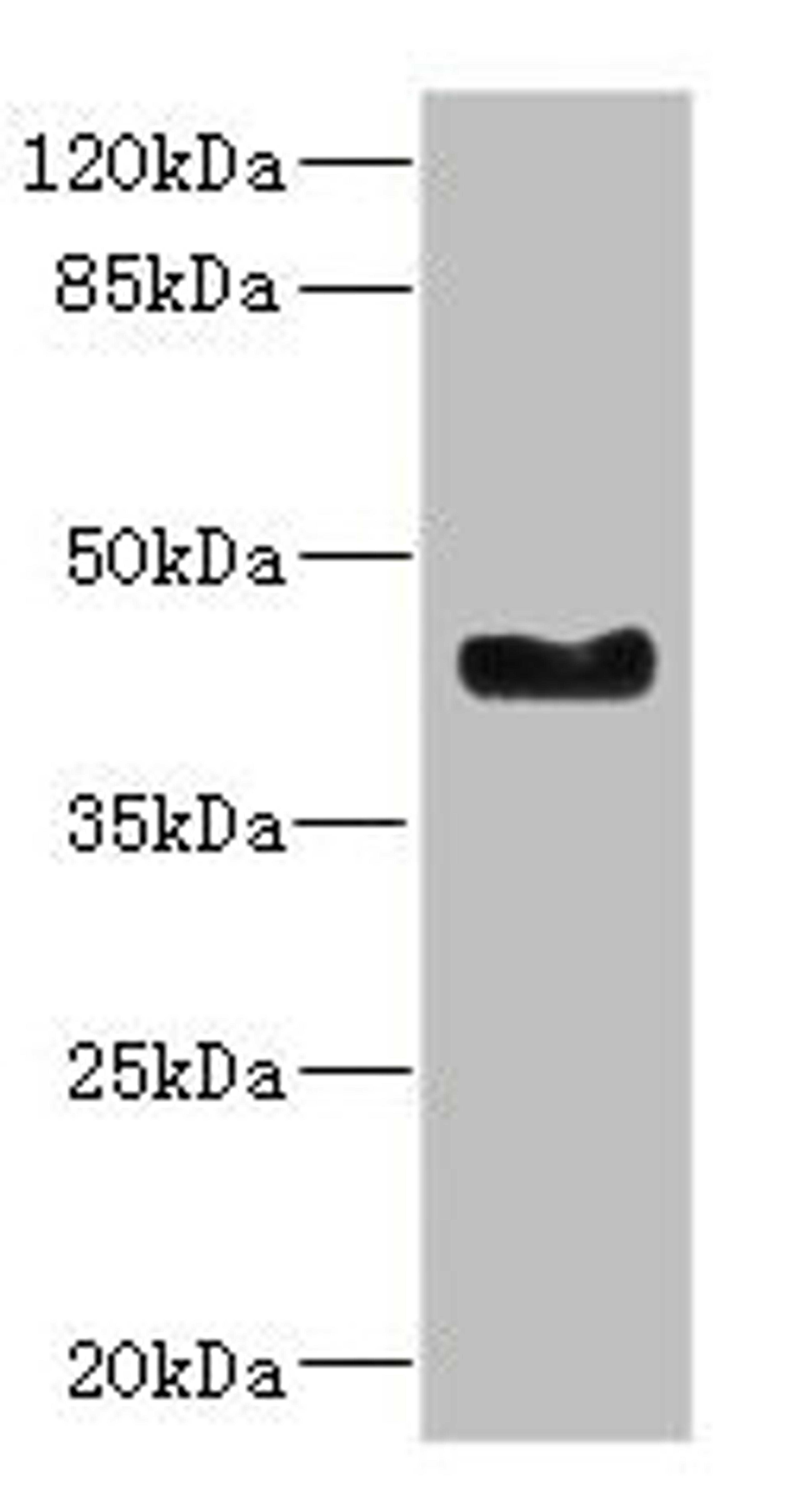 Western blot. All lanes: WNT7B antibody at 2.41ug/ml + Mouse small intestine tissue. Secondary. Goat polyclonal to rabbit IgG at 1/10000 dilution. Predicted band size: 39 kDa. Observed band size: 39 kDa. 