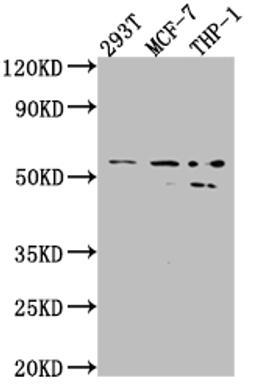 Western Blot. Positive WB detected in: 293T whole cell lysate, MCF-7 whole cell lysate, THP-1 whole cell lysate. All lanes: MMP12 antibody at 1:1000. Secondary. Goat polyclonal to rabbit IgG at 1/50000 dilution. Predicted band size: 55 kDa. Observed band size: 54, 45 kDa.