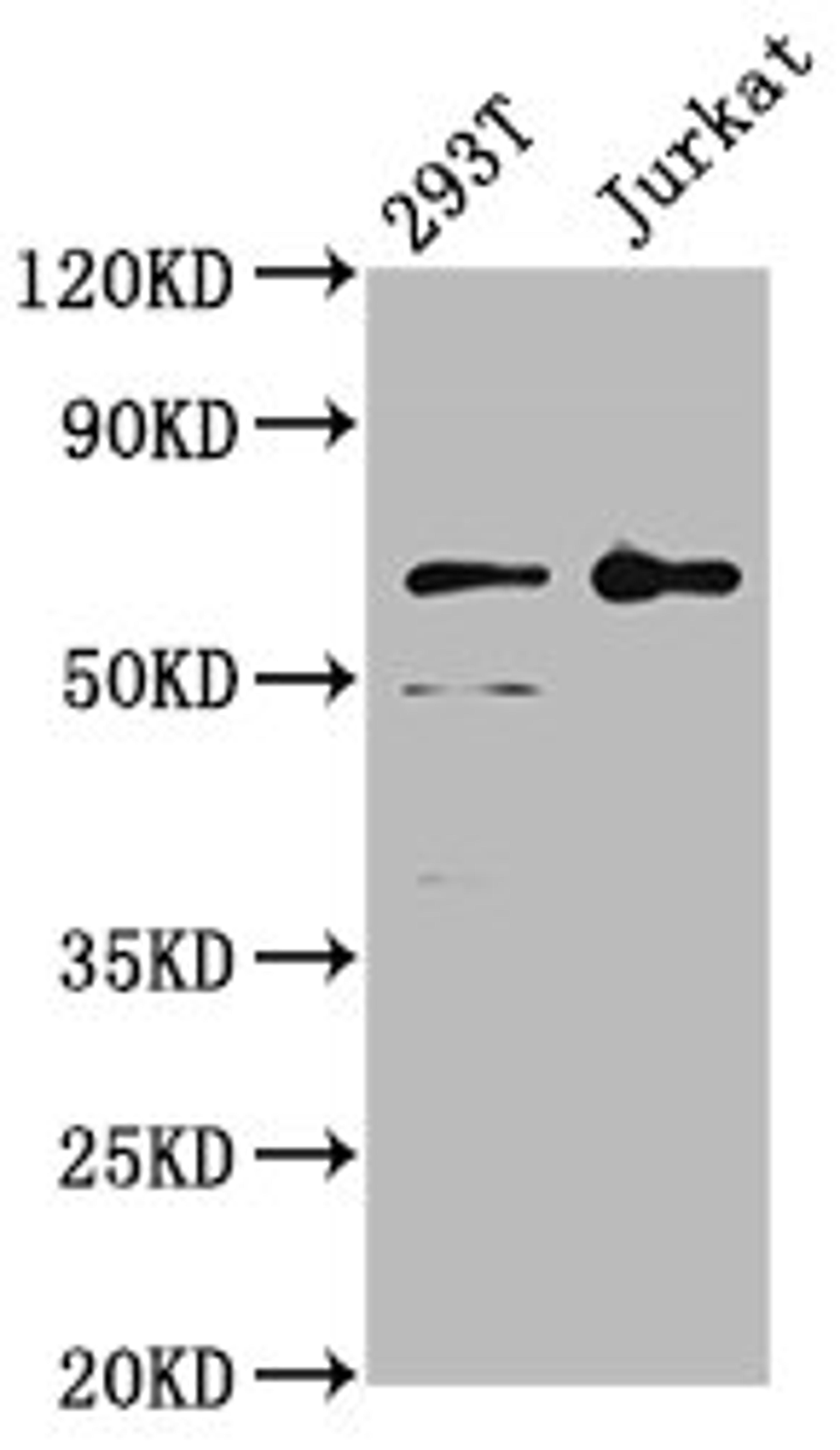 Western Blot. Positive WB detected in: 293T whole cell lysate, Jurkat whole cell lysate. All lanes: LILRB2 antibody at 4µg/ml. Secondary. Goat polyclonal to rabbit IgG at 1/50000 dilution. Predicted band size: 66, 65, 56, 52 kDa. Observed band size: 66 kDa