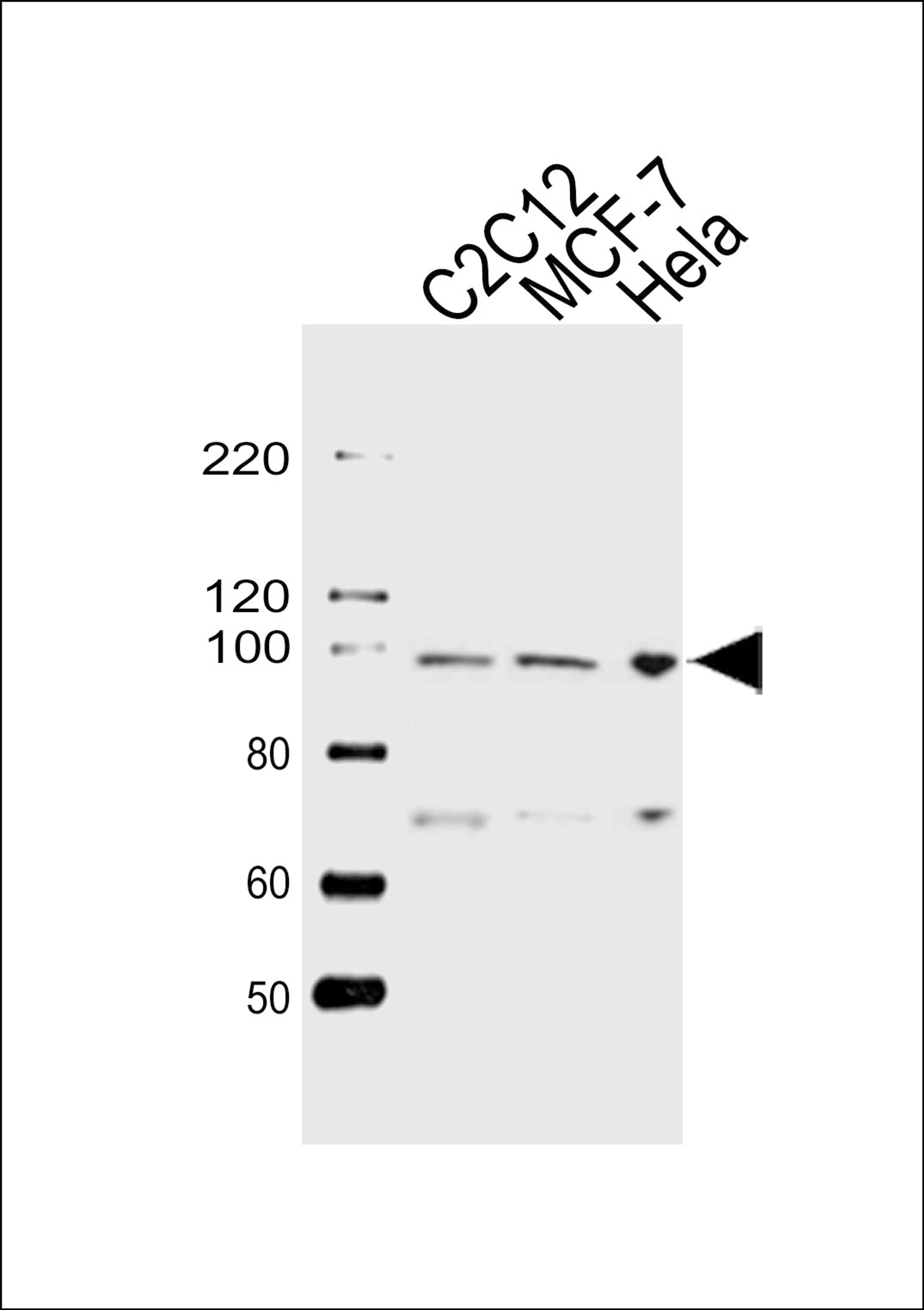 Western blot analysis of lysates from C2C12, MCF-7, Hela cell line (from left to right), using HSP90B1 Antibody at 1:1000 at each lane.