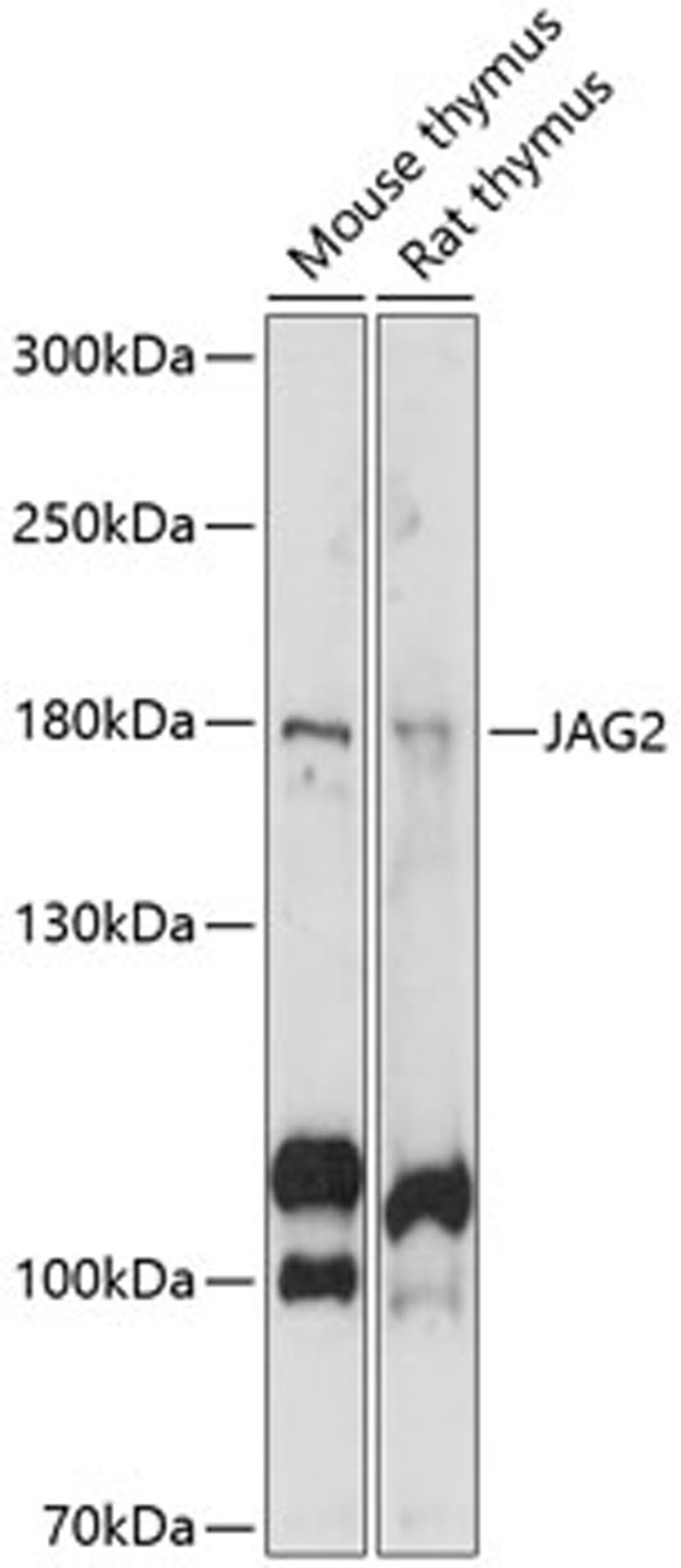 Western blot - JAG2 antibody (A14247)