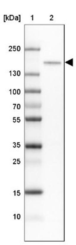 Western Blot: CNTNAP4 Antibody [NBP2-33829] - Lane 1: Marker [kDa] 250, 130, 100, 70, 55, 35, 25, 15, 10<br/>Lane 2: Cerebral Cortex