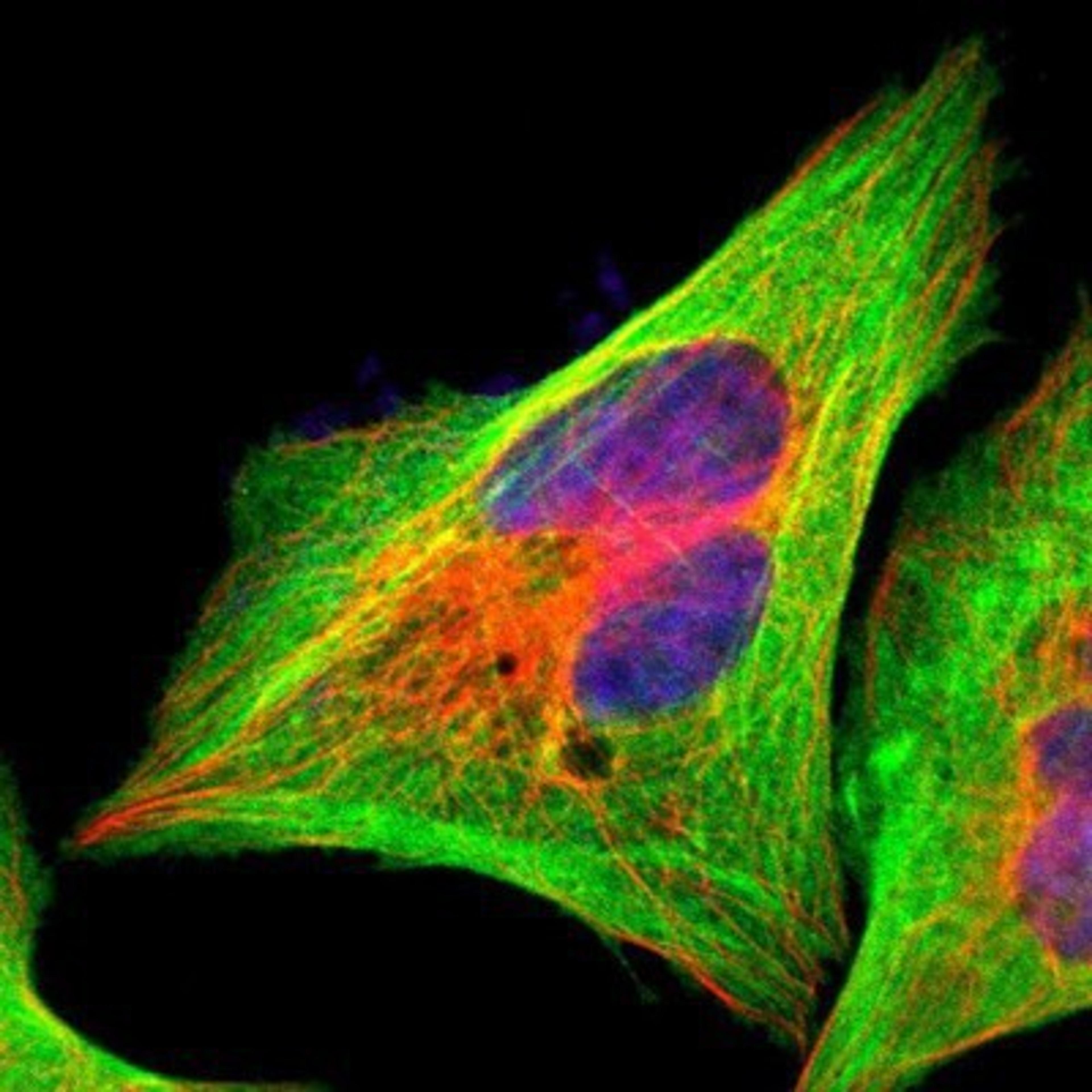 Immunocytochemistry/Immunofluorescence: Filamin A Antibody [NBP1-90283] - Staining of human cell line U-2 OS shows positivity in plasma membrane, cytoplasm & cytoskeleton (actin filaments).