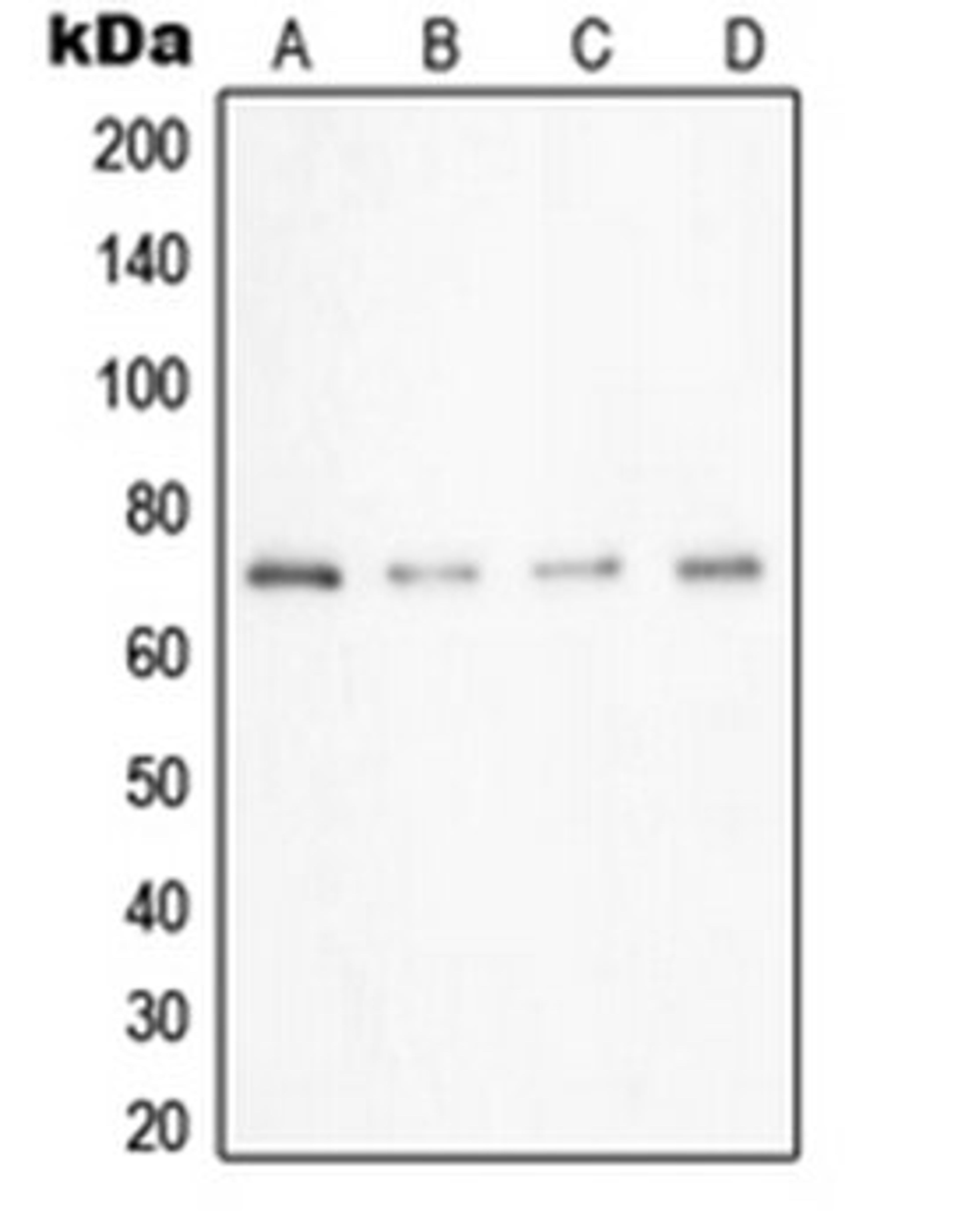 Western blot analysis of A549 (Lane 1), Caco2 (Lane 2), HeLa (Lane 3), HepG2 (Lane 4) whole cell lysates using UBA2 antibody