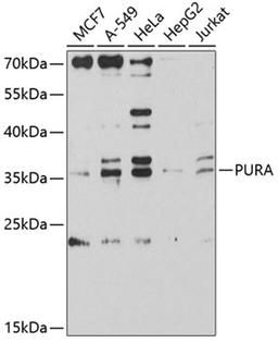 Western blot - PURA antibody (A9296)