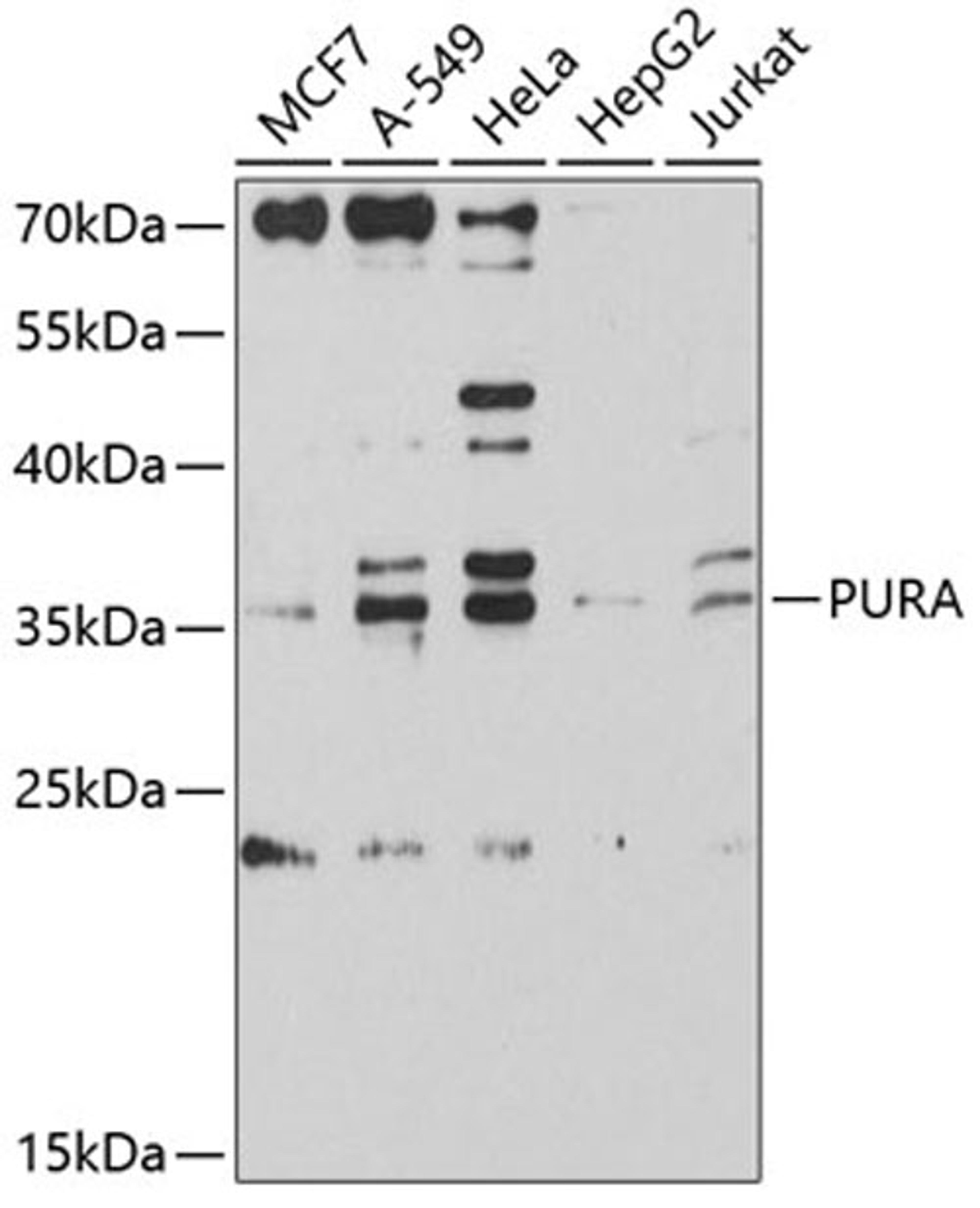 Western blot - PURA antibody (A9296)