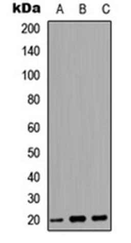 Western blot analysis of HEK293T (Lane 1), Raw264.7 (Lane 2), PC12 (Lane 3) whole cell lysates using MRP antibody