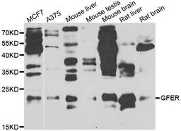 Western blot analysis of extracts of various cell lines using GFER antibody