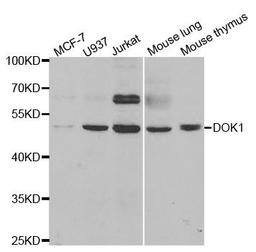 Western blot analysis of extracts of various cell lines using DOK1 antibody