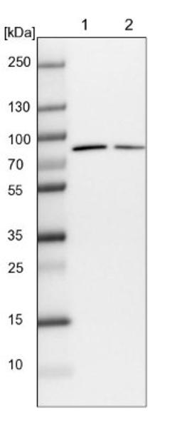 Western Blot: WDR35 Antibody [NBP1-92581] - Lane 1: NIH-3T3 cell lysate (Mouse embryonic fibroblast cells)<br/>Lane 2: NBT-II cell lysate (Rat Wistar bladder tumour cells)