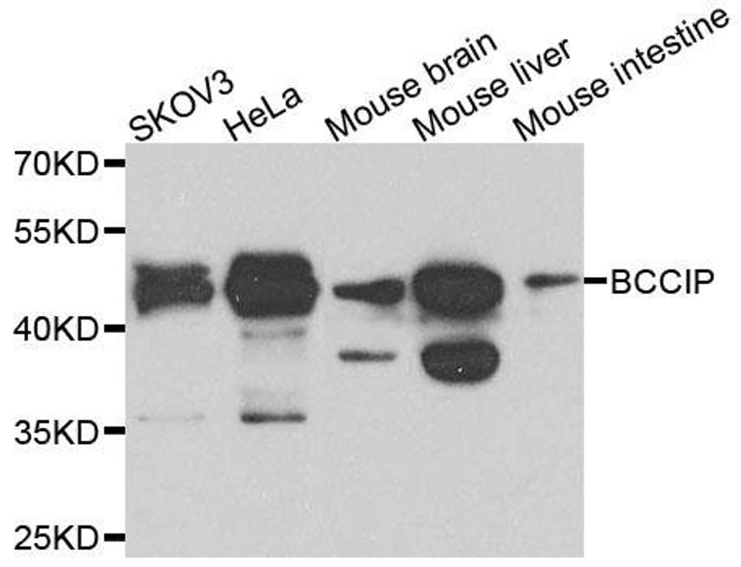 Western blot analysis of extracts of various cells using BCCIP antibody