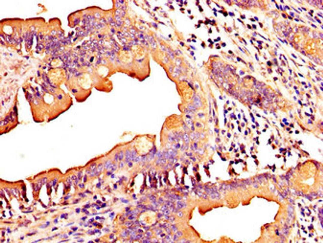 IHC image of CSB-PA873607LA01HU diluted at 1:300 and staining in paraffin-embedded human small intestine tissue performed on a Leica BondTM system. After dewaxing and hydration, antigen retrieval was mediated by high pressure in a citrate buffer (pH 6.0). Section was blocked with 10% normal goat serum 30min at RT. Then primary antibody (1% BSA) was incubated at 4&deg;C overnight. The primary is detected by a biotinylated secondary antibody and visualized using an HRP conjugated SP system.