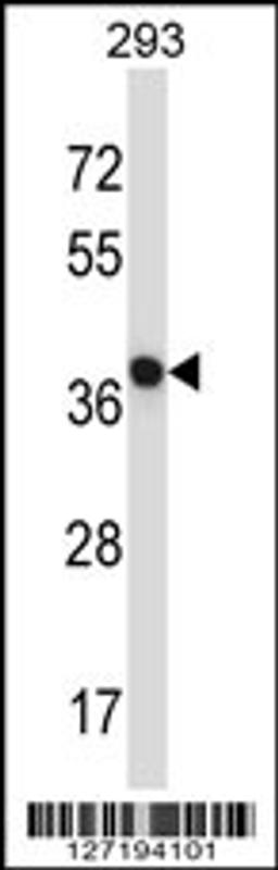 Western blot analysis in 293 cell line lysates (35ug/lane).